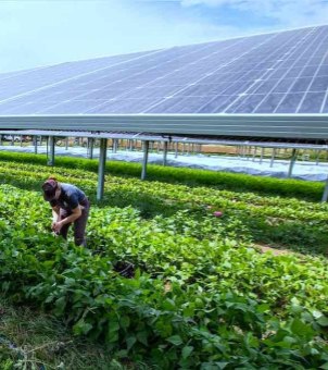 An agrivoltaics farm setup showing elevated solar panels installed above green crop rows, with a farmer working in the field beneath the structures.